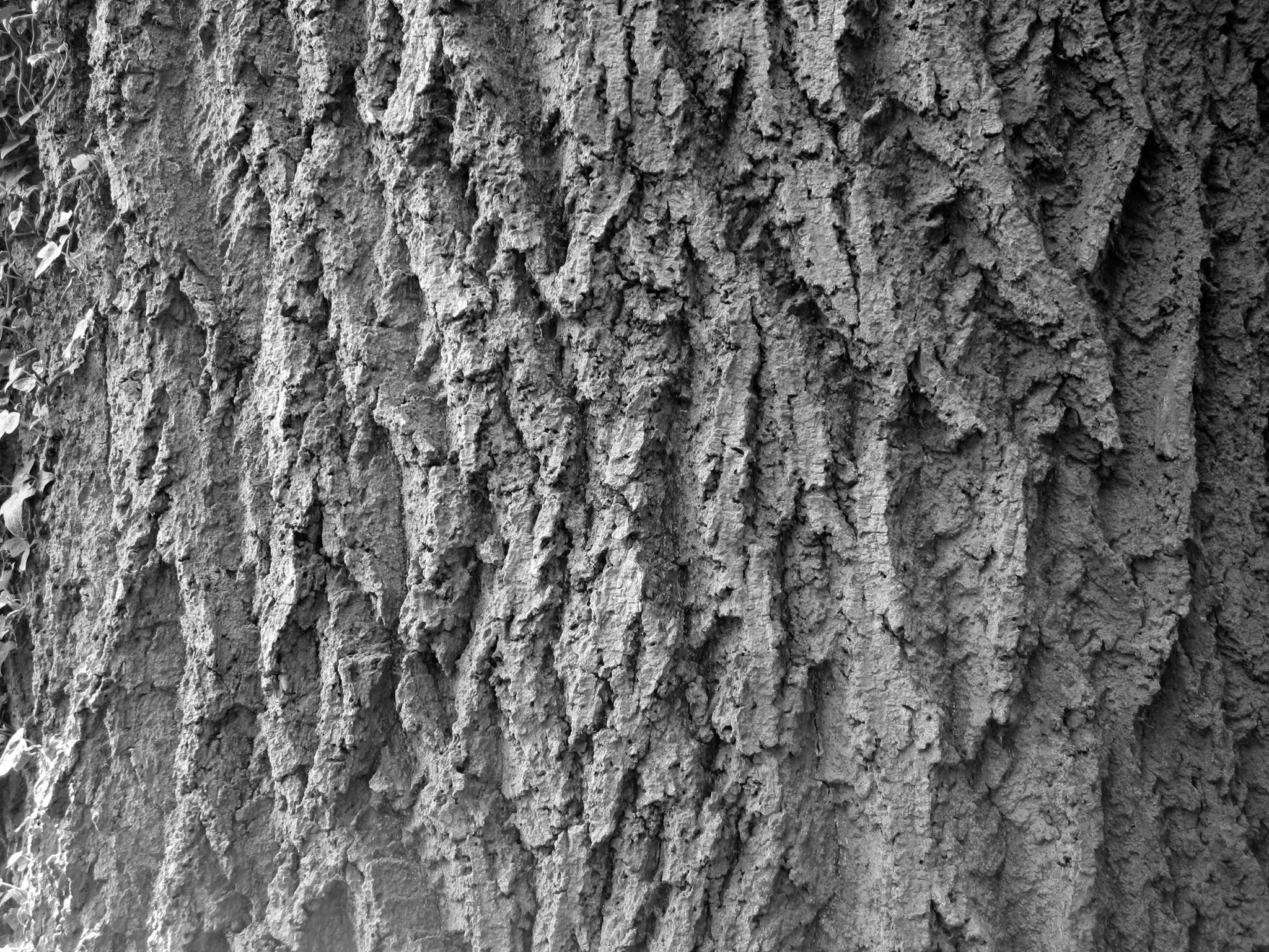 Bark