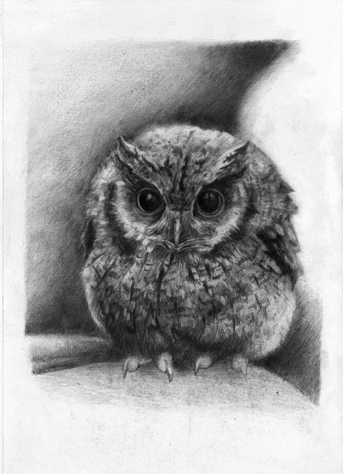 Owl