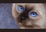 blue eyes by SandraWhite