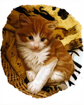 kitty by SandraWhite