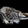 wolf v4
