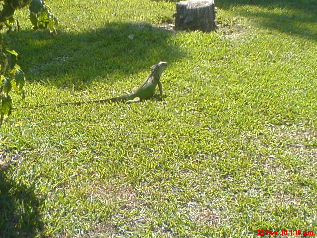 School Iguana