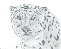 Snow Leopard -- Pencil