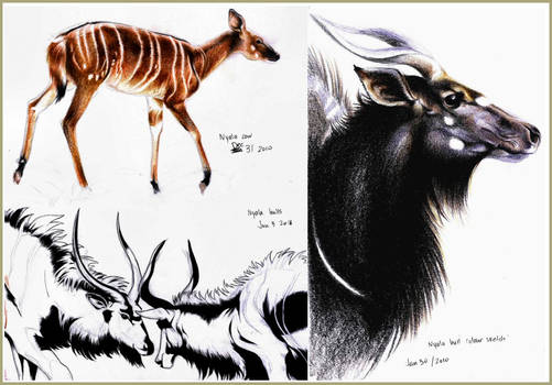 Nyala colour sketches