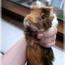 Guinea Pig Soft Mount Spike