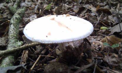 Mushroom 6