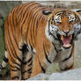 Animals - Indochinese Tiger