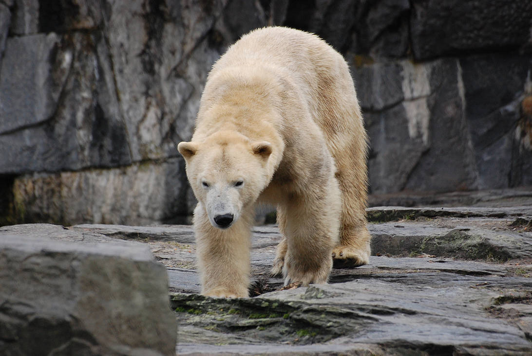 Stock - Polar bear by NFB-Stock on DeviantArt