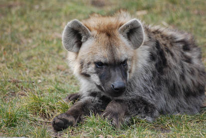 Stock - Spotted hyena