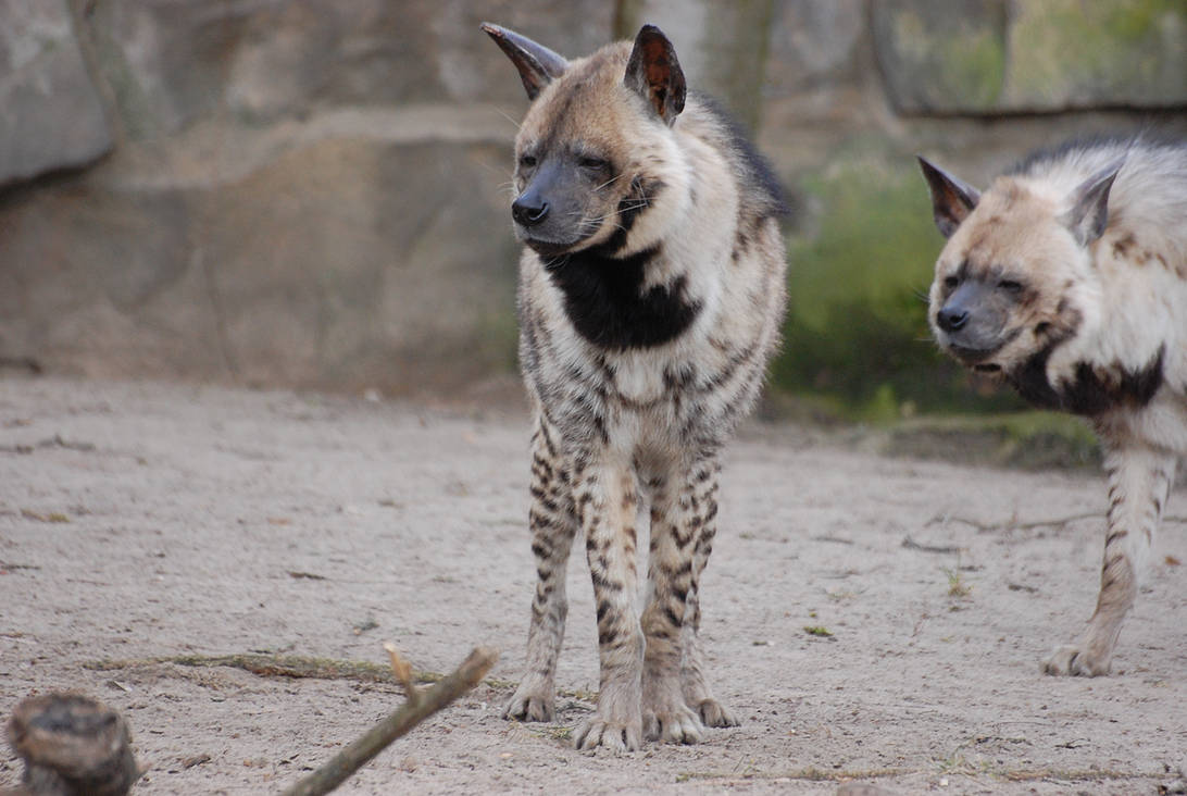 Stock - Striped hyena II by NFB-Stock on DeviantArt