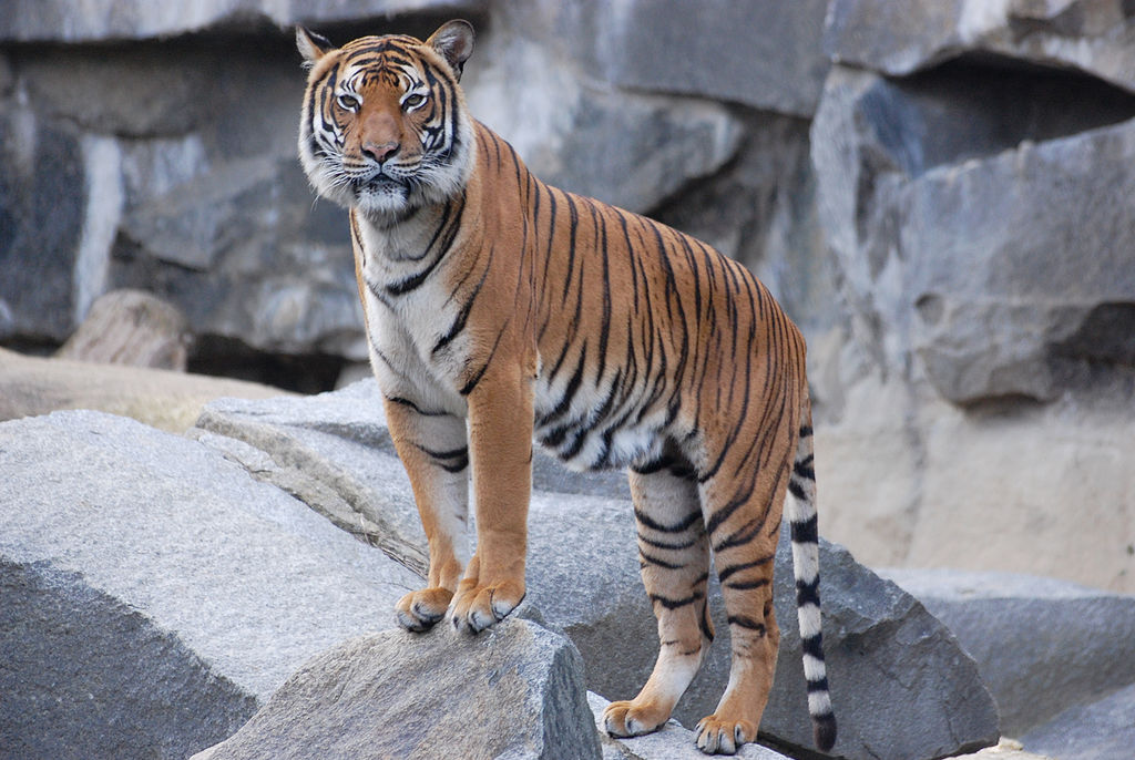 Stock - Tiger IV by NFB-Stock on DeviantArt