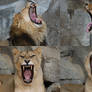 Stock - Yawning lions (great for references)