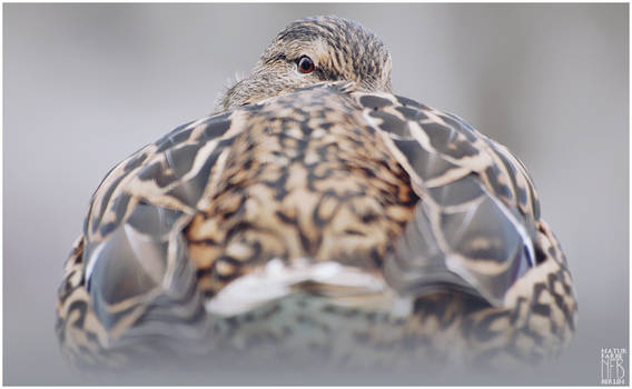 Birds - Mallard