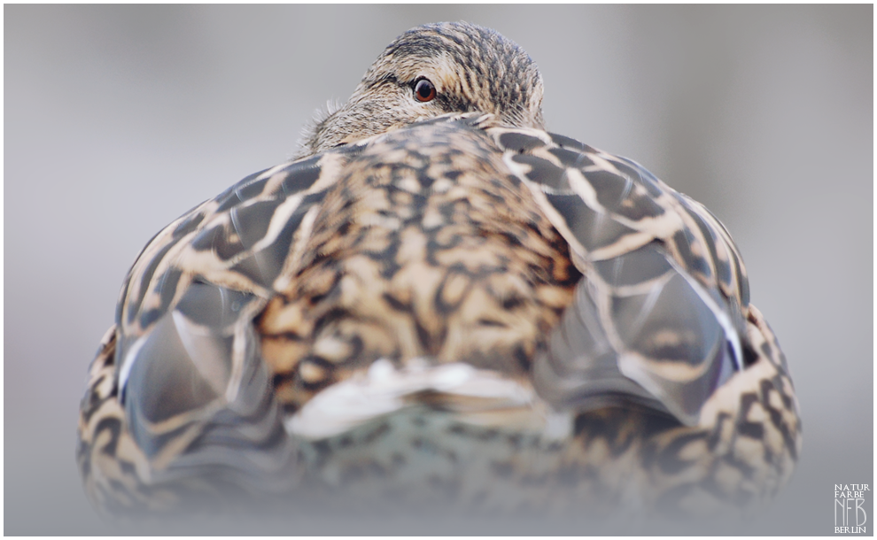 Birds - Mallard