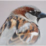 Birds - House sparrow II