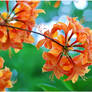 Flowers - orange Rhododendron