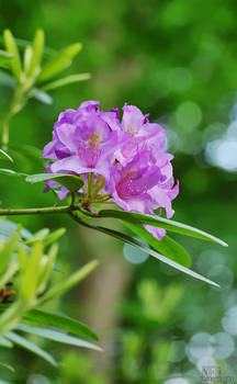 Flowers - Rhododendron