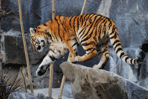 Stock - Siberian Tiger