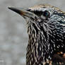 (Birds) Common starling II