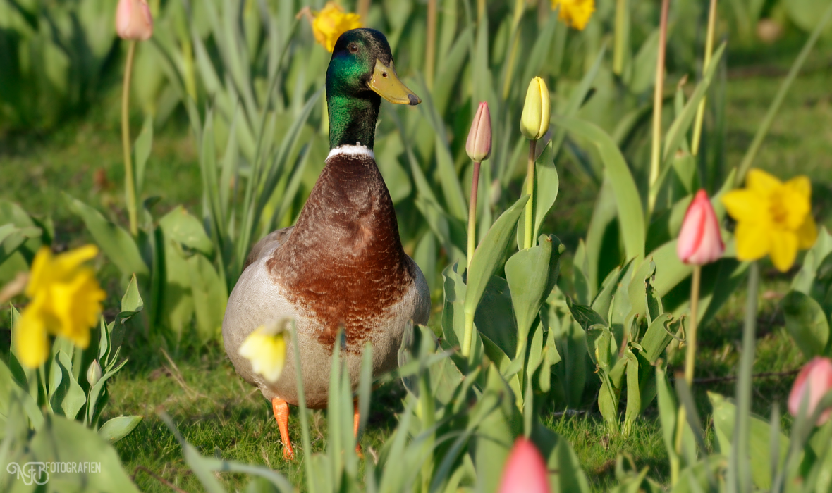 Birds - Mallard II