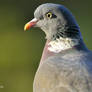 Birds - Wood pigeon