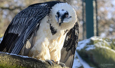 Zoo - Bearded vulture