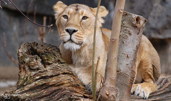 Zoo - Asiatic Lion II