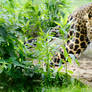 Zoo - Javan leopard