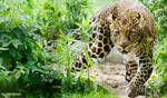 Zoo - Javan leopard by NFB-Stock