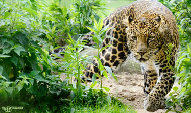 Zoo - Javan leopard