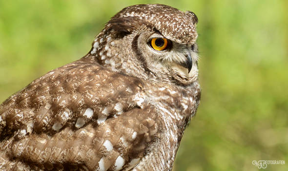 Zoo - Spotted eagle-owl