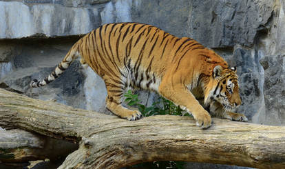 Stock - Siberian Tiger