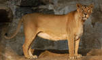 Stock -  Lioness by NFB-Stock