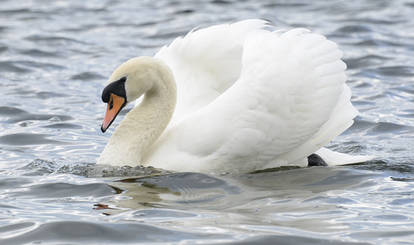 Stock - Mute Swan