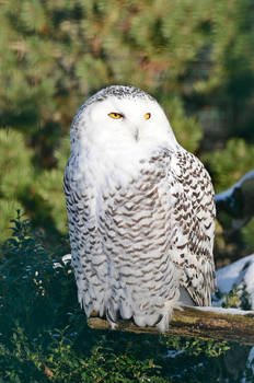 Stock - Snowy owl