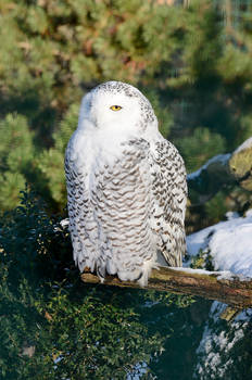 Stock - Snowy owl II