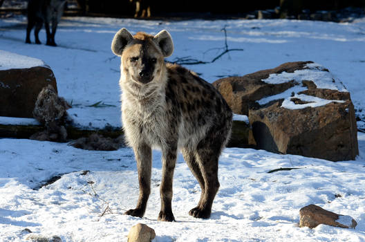 Stock - Spotted hyena III