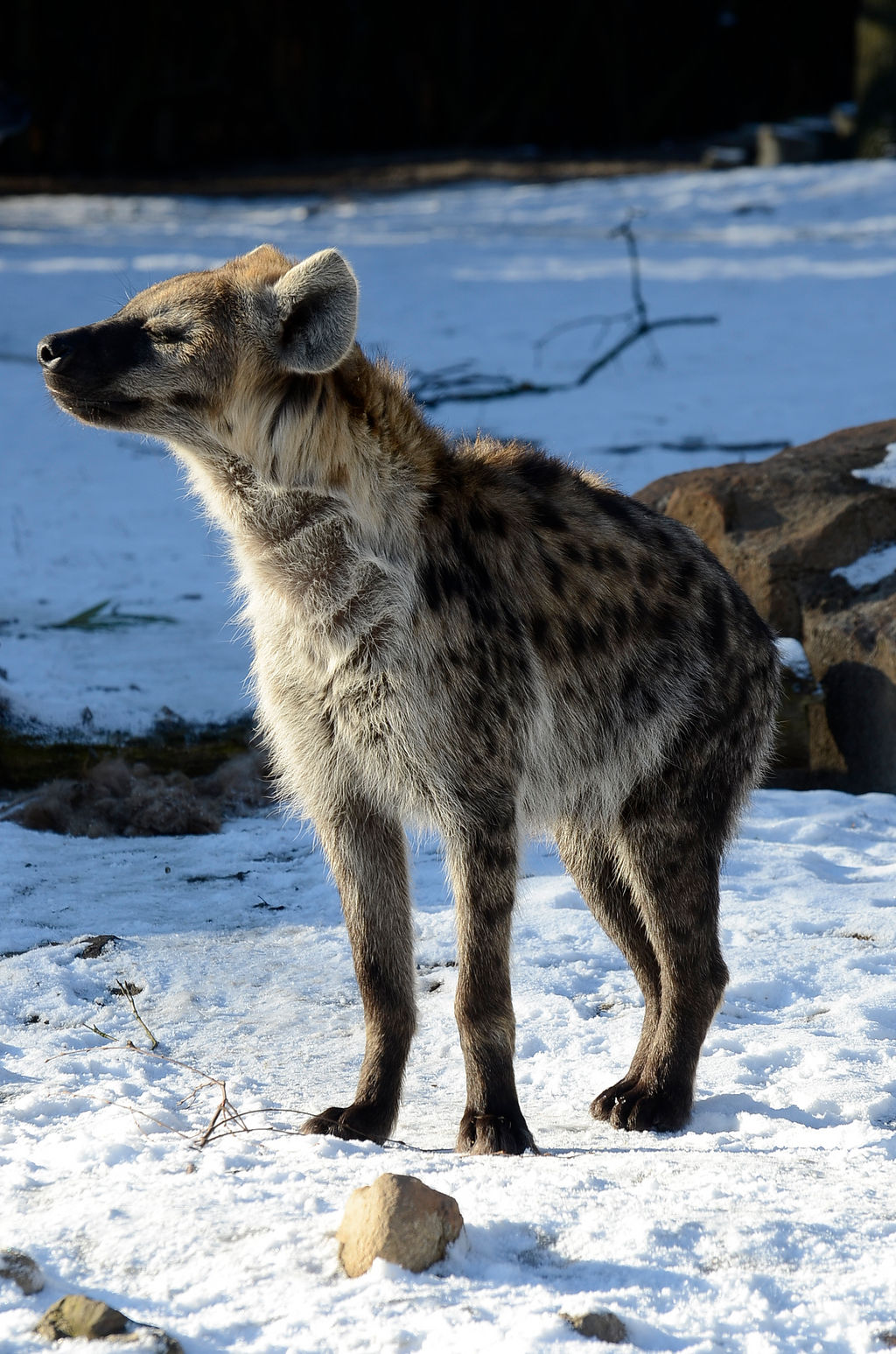 Stock - Spotted hyena IV by NFB-Stock on DeviantArt