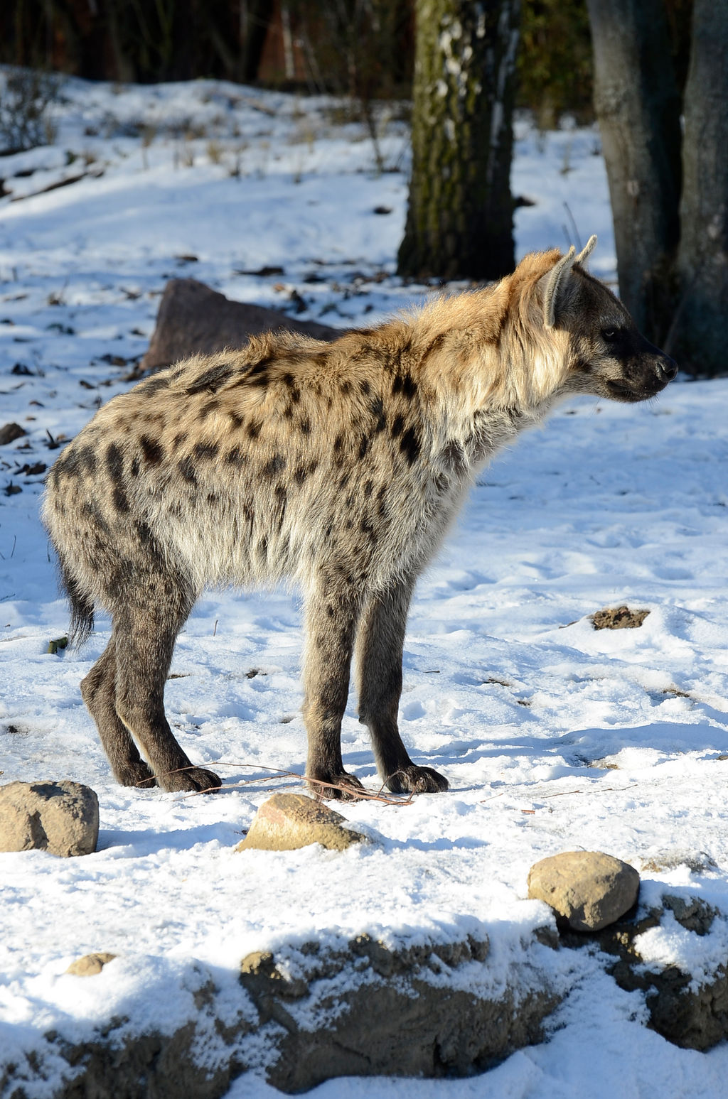 Stock - Spotted hyena V by NFB-Stock on DeviantArt