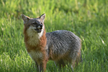 Grey Fox Surprise