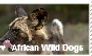 I love African Wild Dogs