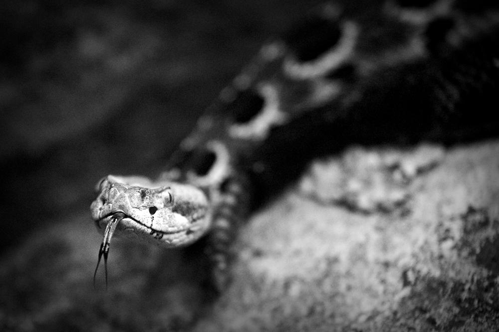 Musaki Rattler Rattler 02 by StudioFovea on DeviantArt