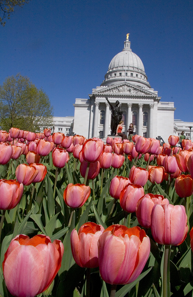 Capitol Tulips 03