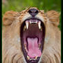 Lion yawning 03