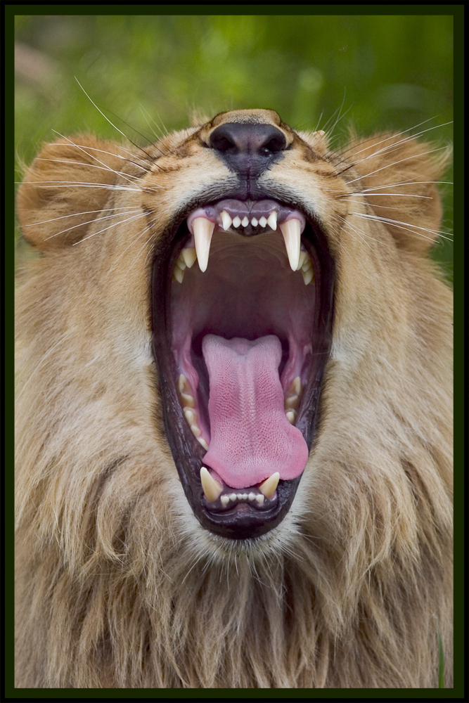 Lion yawning 03