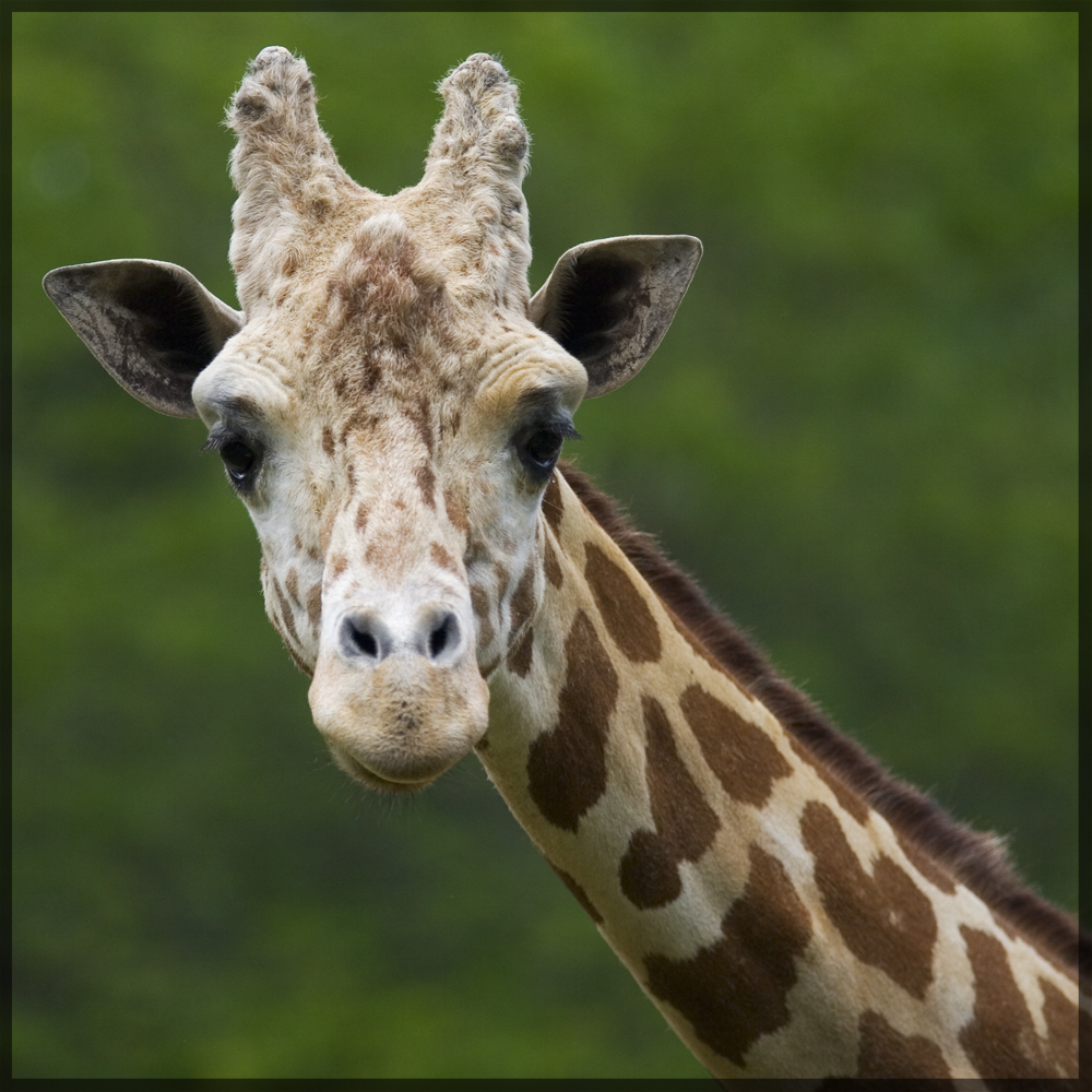 Portrait of a Giraffe 01