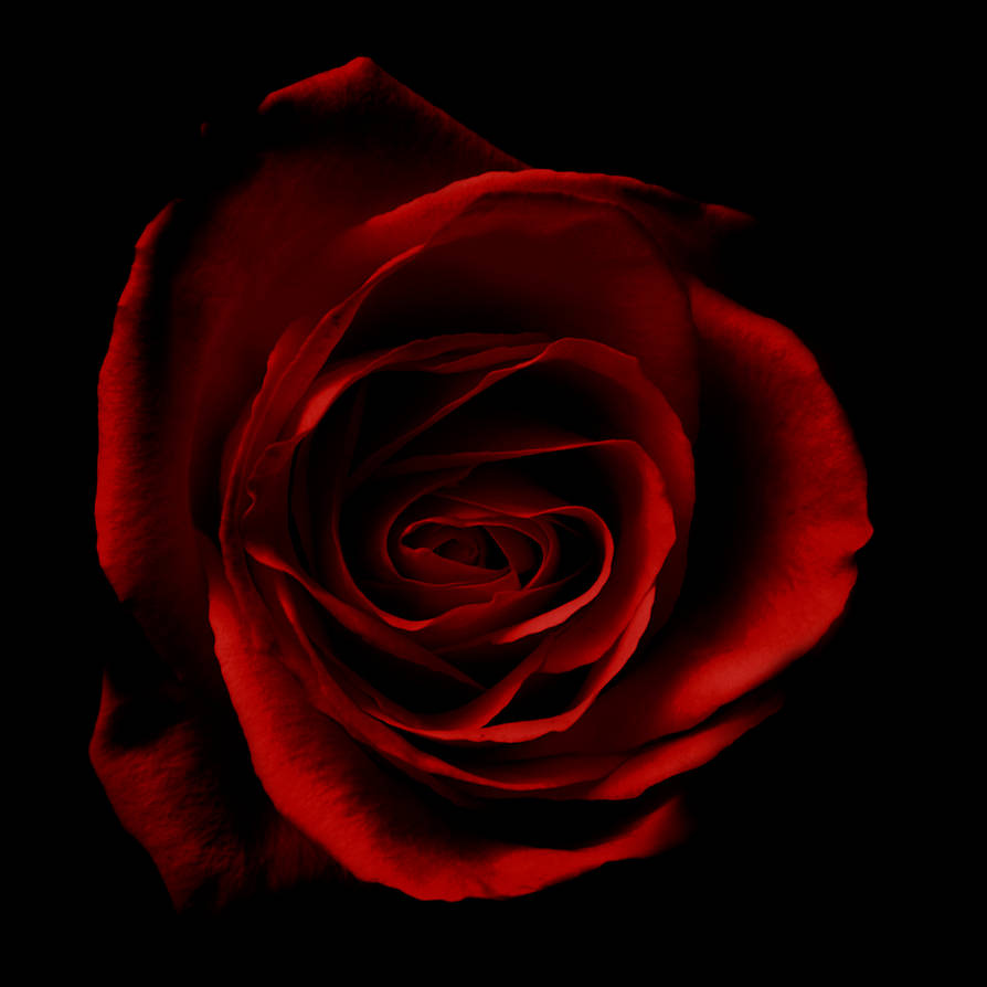Rose, fade to black 04 by StudioFovea