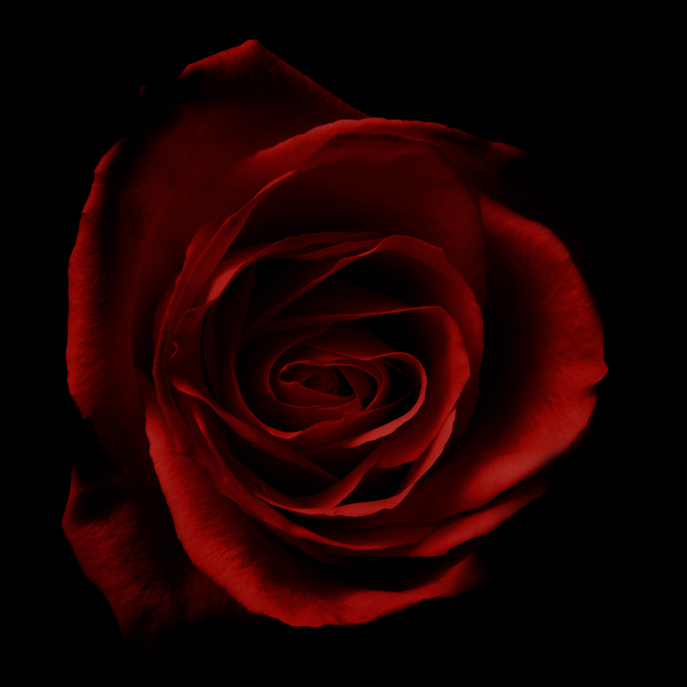 Rose, fade to black 04 by StudioFovea