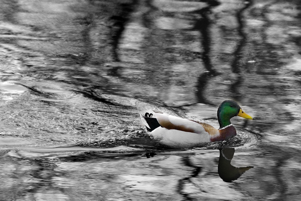 Mallard in water 01