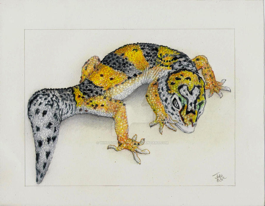 leopard gecko